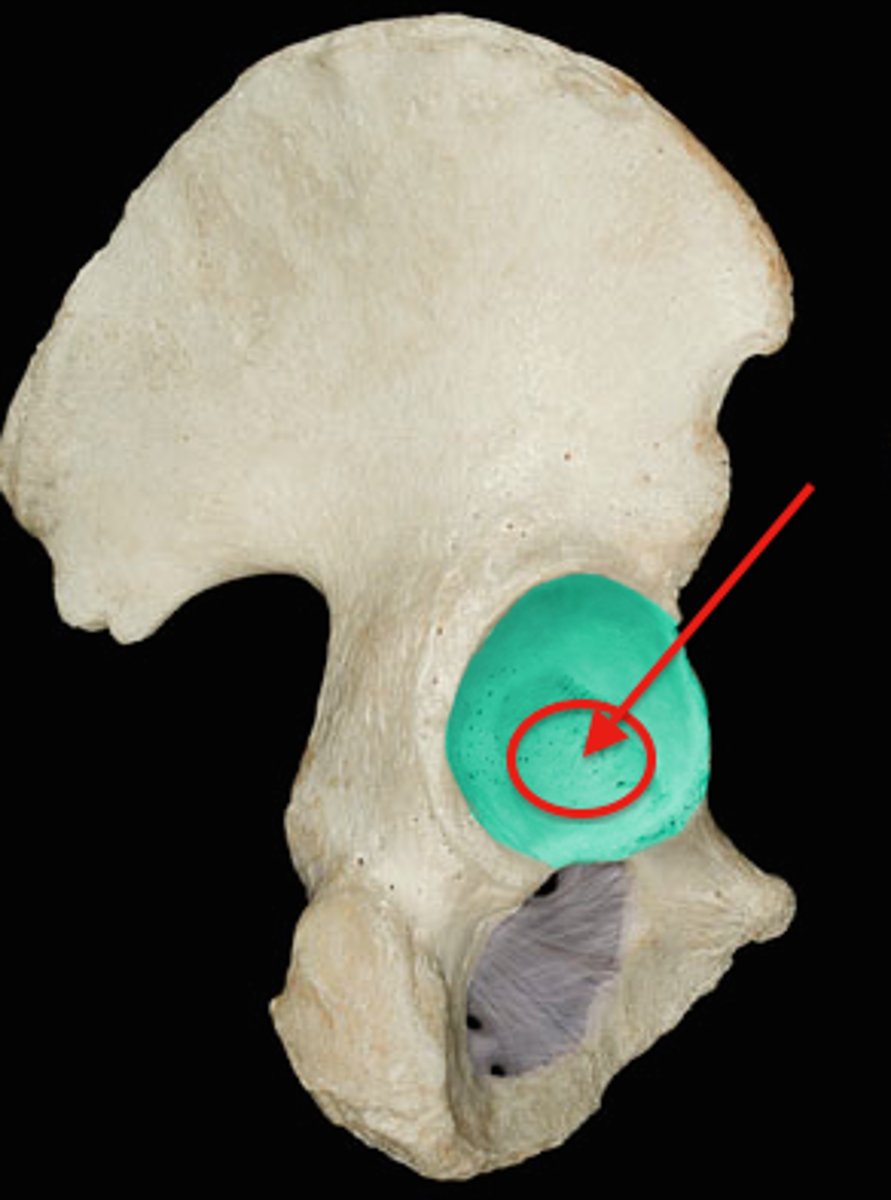 <p>circular depression located deep in the acetabulum</p>