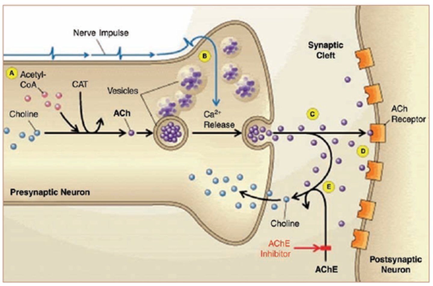 <p>enzyme that degrades (breaks apart) acetylcholine; can be inhibited by chemicals that mimic acetylcholine like snake venom</p>
