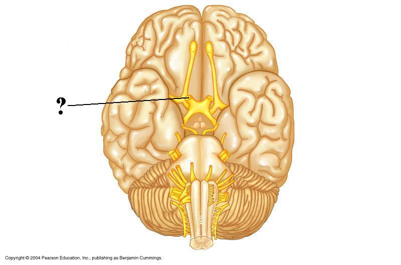 <p><span><span>Is the indicated cranial nerve sensory only, motor only, or both sensory and motor?</span></span></p>