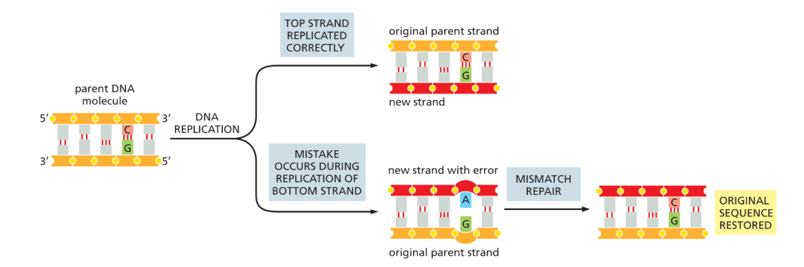 <p>Fixes replication errors btwn incorrectly paired nucleotides that escape DNA polymerase proofreading.</p><ul><li><p>If repair fails (e.g., <strong>Xeroderma pigmentosum</strong>), mismatches persist.</p></li><li><p>only removes newly made DNA!</p></li></ul><p></p>