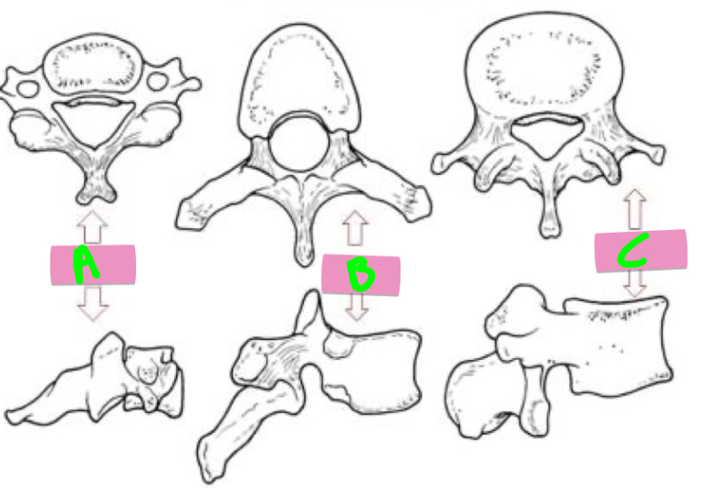 <p>What are the vertebral types A-C?</p>