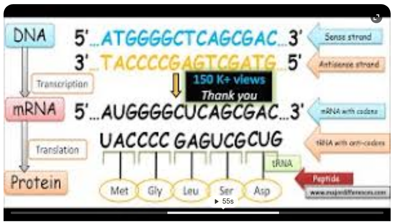 <ol><li><p>Leading Strand=Sense Strand=-sense/Non-template Strand: <strong>5’ - 3</strong>’ . Synthesized continuously towards replication fork.</p></li><li><p>Lagging Strand=Anti-Sense=Template Strand:<strong> 3’-5’ .</strong> Discontinuous synthesis away from fork in fragments. Needs multiple RNA primers. DNA polymerase extends primers. DNA ligase joins the fragments formed. </p></li></ol><ul><li><p>Transcription; mRNA sequence produced is Identical to the DNA’s Sense (leading/Non-Template) Strand - codons</p></li><li><p>tRNA complementary to 5’ - 3’ mRNA strand is complementary to DNA’s Antisense (lagging/template) strand. - anti codons - translate into protein/amino acids</p></li></ul><p></p>