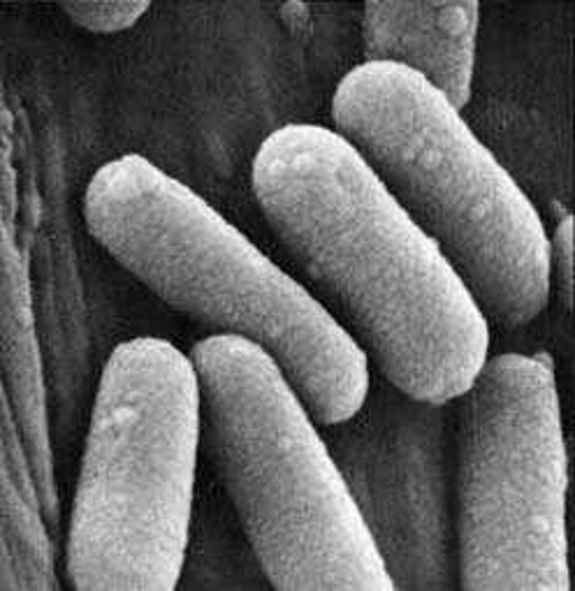<p>Single unit that forms a polymer chain.</p>