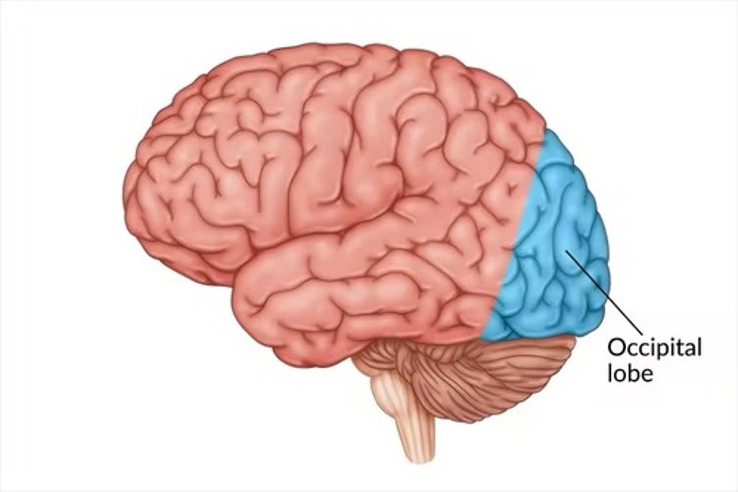 <p>At the back of the brain (posterior)</p>
