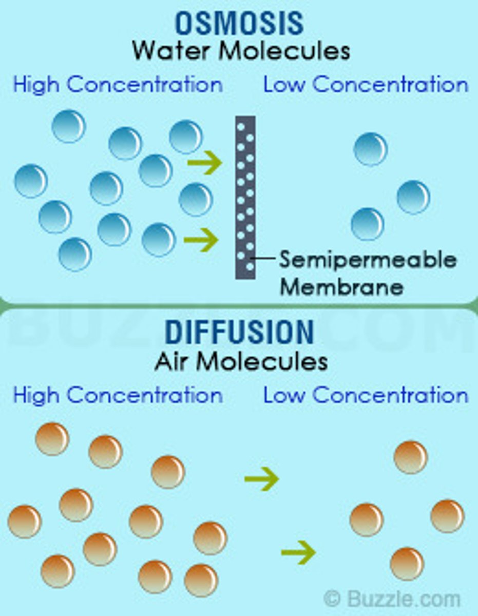 <p>DIFFUSION: movement of molecules from high to low concentration gradient; OSMOSIS: movement of water only via concentration gradient of solute in water</p>