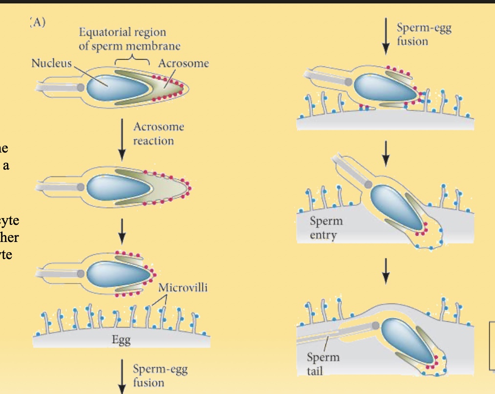 <p>Gamete fusion occurs at the <strong>equatorial region</strong> of the sperm and relies on the sperm protein <strong>Izumo</strong>, which binds to the oocyte protein <strong>Juno</strong>. This interaction recruits other oocyte proteins necessary for the fusion of the sperm and egg membranes.</p>