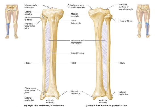 <p>bones of leg; connected by interosseous membrane; articulate with one another at proximal and distal tibiofibular joints</p><ul><li><p>Fibula – smaller lateral bone of leg, bears only one-sixth weight of tibia</p></li></ul><p></p>