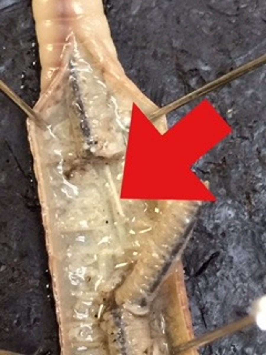 <p>sends nerve impulses to and from the brain</p>