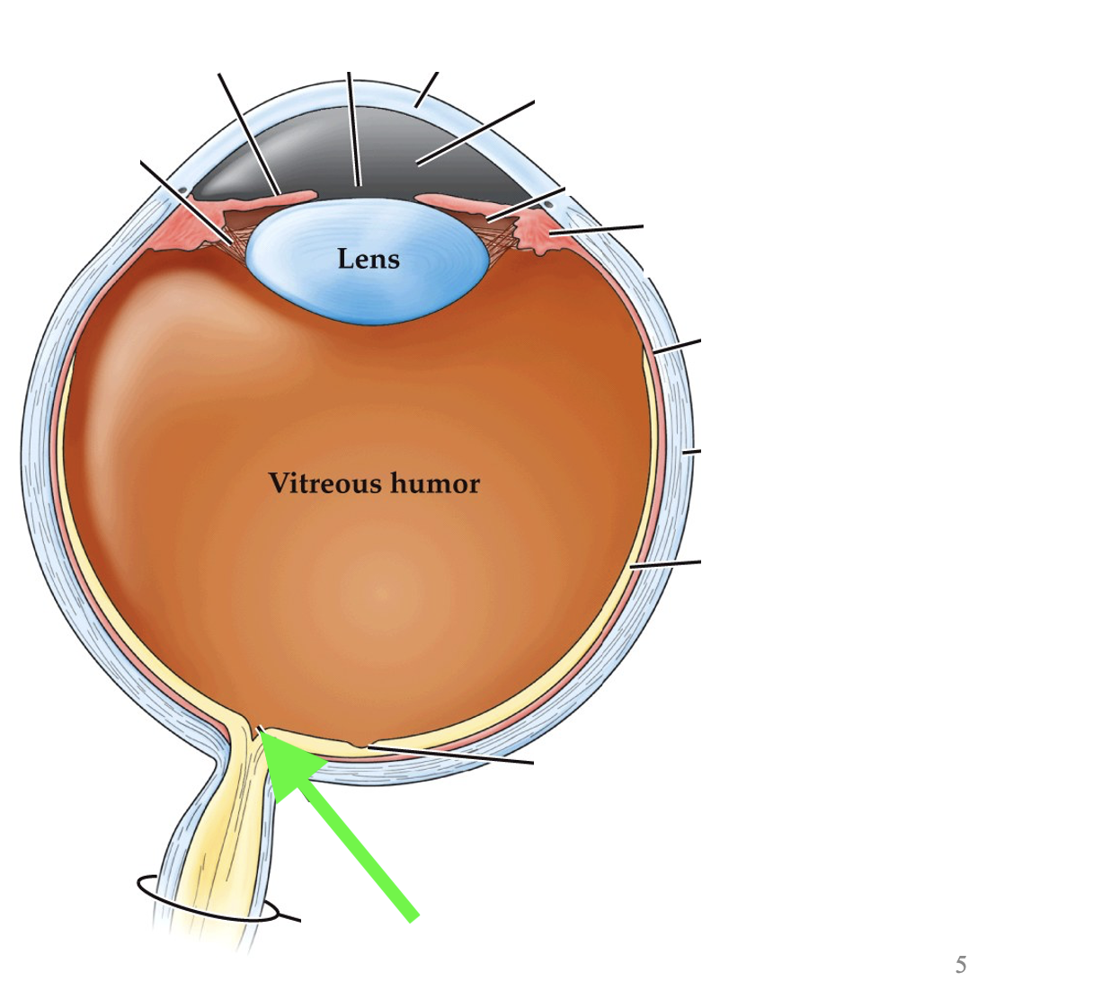 <p>what part of the eye is this?</p>