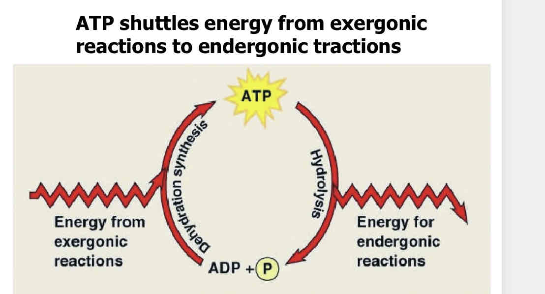 <p>Phosphorylation: when ATP energizes other molecules by transferring a phosphate group</p>