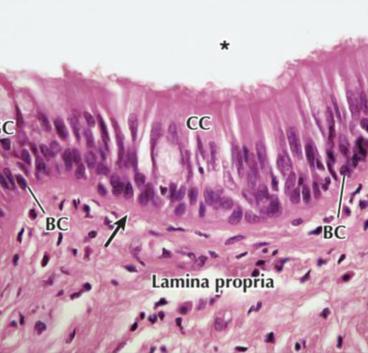 knowt flashcard image