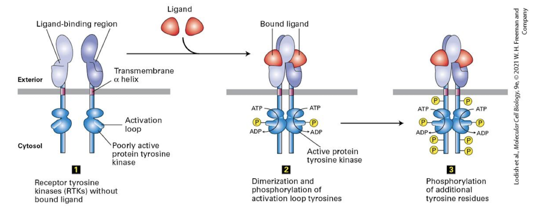 <p>Activated RTKs then auto-cross phosphorylate one another on multiple specific <strong>tyrosine </strong>residues within their cytosolic domains </p><p>these <strong>phosphotyrosines </strong>serce as docking sites for <strong>adapter proteins </strong>that transduce the signal to the cell interior </p><p><em>there are multiple </em><strong><em>phosphotyrosines </em></strong><em>on fully activated RTKs </em></p>