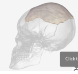 <p><span style="font-family: Arial, sans-serif">A layer of spongy bone between two thin layers of compact bone. Have marrow but no Marrow cavity.</span></p>