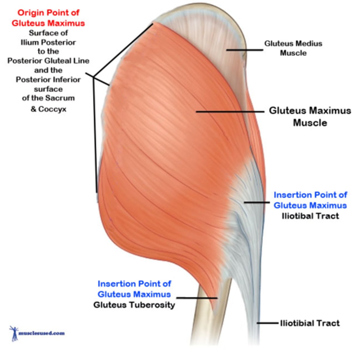 <p>Posterior superior femur (gluteal tuberosity)</p>