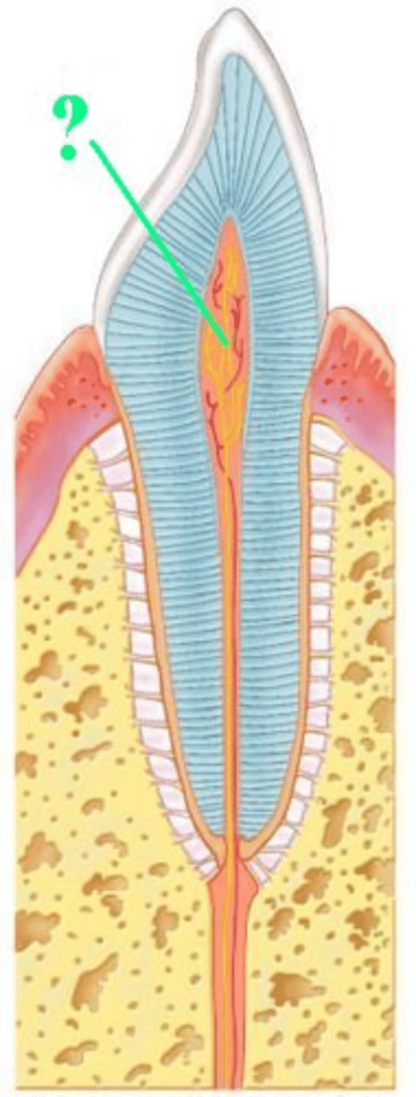 <p>Identify the indicated structure of a tooth.</p>
