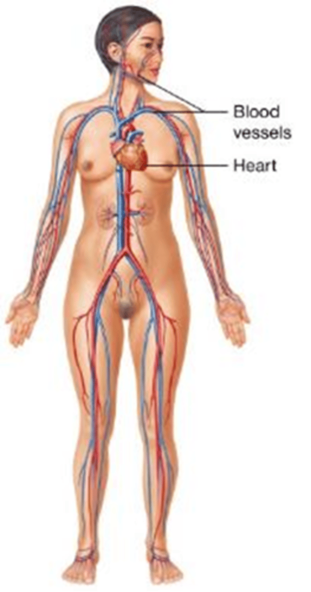 <p>Which body system pumps and delivers blood that carries oxygen, nutrients, waste, and other substances?</p><p>A) Respiratory system</p><p>B) Digestive system</p><p>C) Cardiovascular system</p><p>D) Lymphatic system</p>