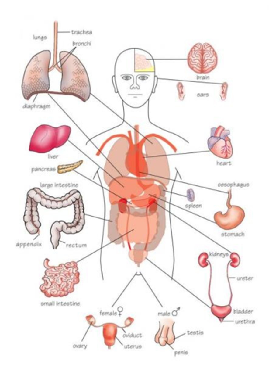 <p>organ</p>