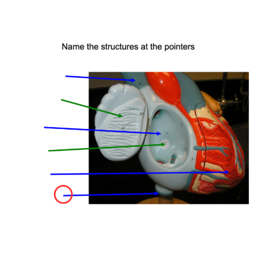 term image