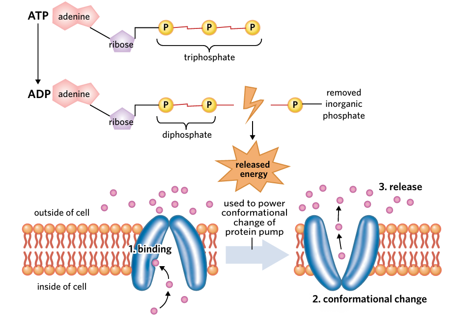 <p>involves using membrane proteins to move molecules across a membrane against their concentration gradient</p>
