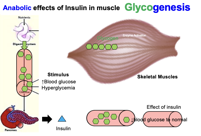 <p>After a meal, glucose absorbed from the jejunum and ileum increases blood glucose (hyperglycemia).</p><p>Hyperglycemia stimulates pancreatic β-cells to secrete insulin.</p><p>Insulin:<br>• Stimulates facilitated diffusion of glucose into muscle fibers<br>• Promotes glycogenesis (conversion of glucose to glycogen)</p>