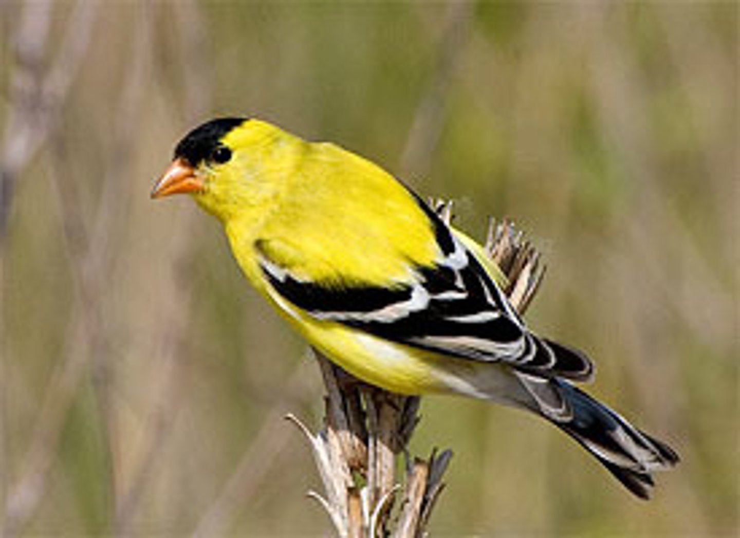 <p>American Goldfinch</p>
