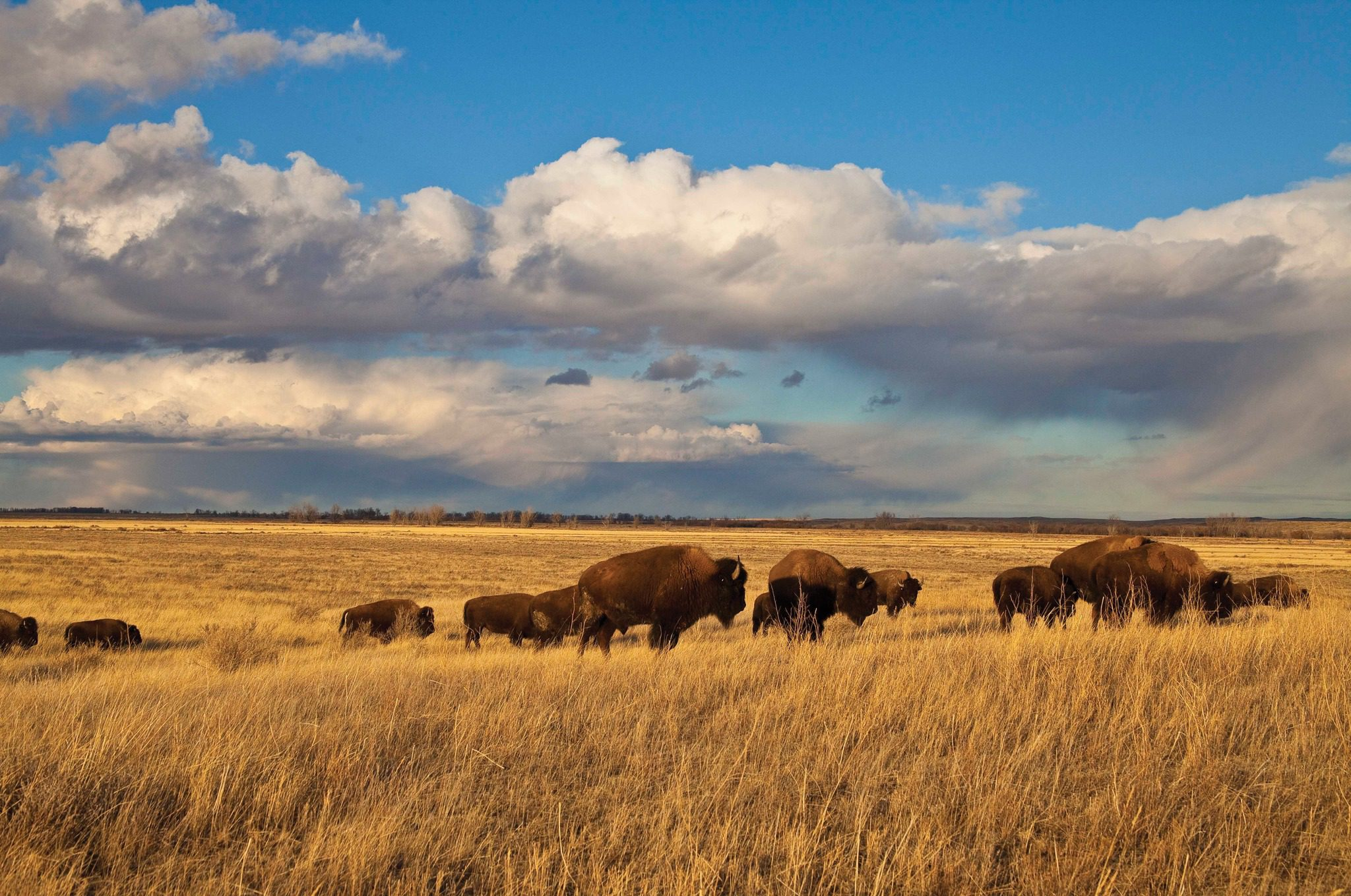 <p>Grassland </p>
