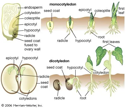<p>In order for germination to happen, there needs to be:<br>1.  A water source that is going to rehydrate the enzymes in the endosperm, which provides nutrition for the seed <br><br>2. It needs to take place the right temperature, to allow enzymes to function at their optimal temperature and be at their best</p><p><br>3. Oxygen for cellular respiration, because plants also have mitochondria that is going to make ATP</p>