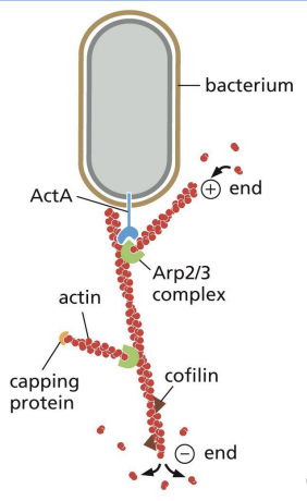 <p>Bacteria can hijack host cytoskeleton (e.g. Listeria monocytogenes)! </p><p></p><p>ActA on bacteria surface activates Arp2/3 and allows for polymerization of actin tails at rear surface of bacteria, propelling it forward = actin “comet</p>