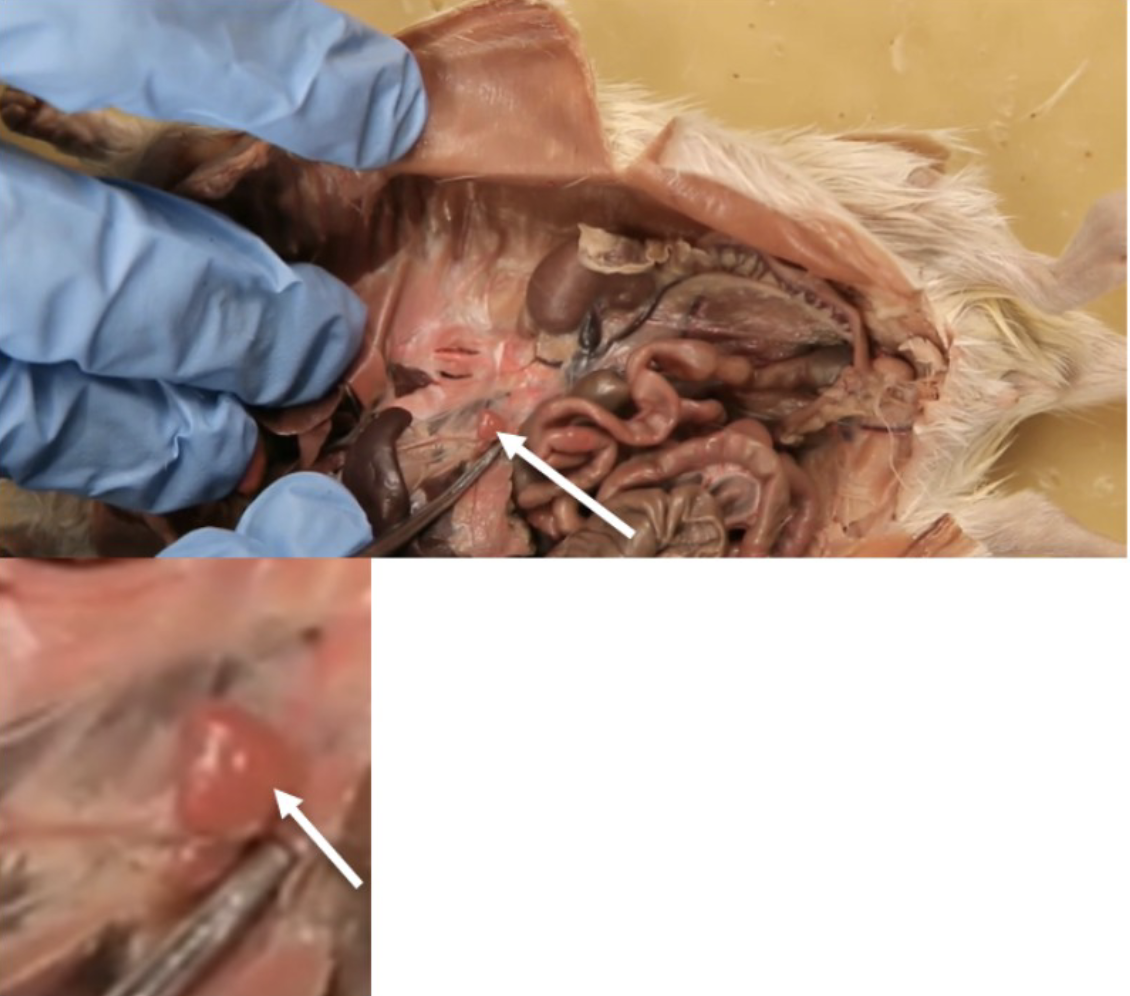 <p>What is this?</p>