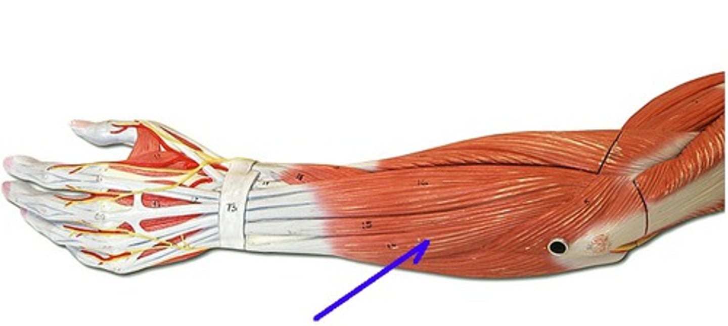 <p>Extends and adducts hand</p>