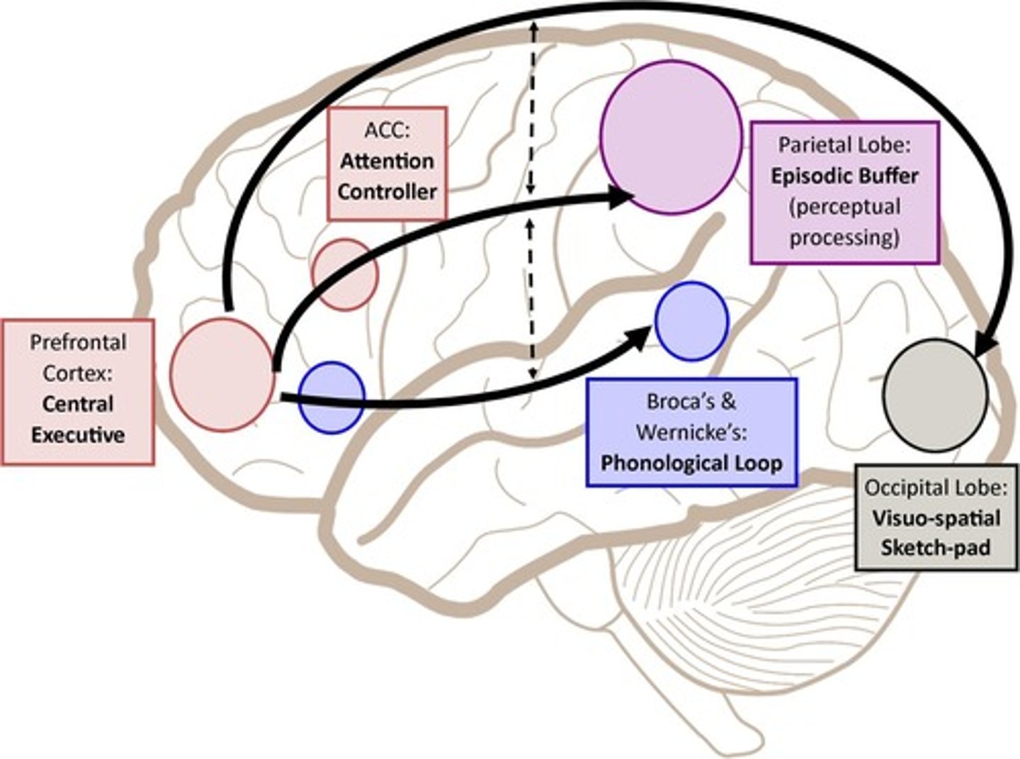 <p>Handles verbal information in working memory.</p>