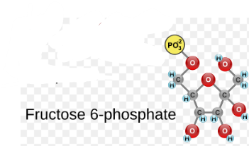 <p>(3) Fructose 6-phosphate → Enzyme? Product?</p>