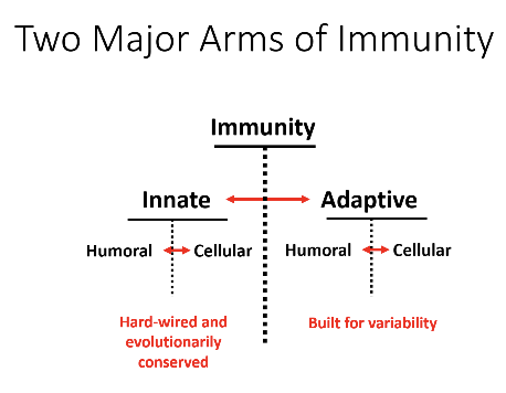 <ul><li><p><strong>Innate immunity</strong></p><ul><li><p>Hard-wired, evolutionary conserved</p></li><li><p>Has <strong>humoral</strong> (molecules in fluid) and <strong>cellular</strong> (cells) components</p></li></ul></li><li><p><strong>Adaptive immunity</strong></p><ul><li><p>Built for variability, more flexible</p></li><li><p>Also has <strong>humoral</strong> and <strong>cellular</strong> components</p></li></ul></li></ul><p></p>