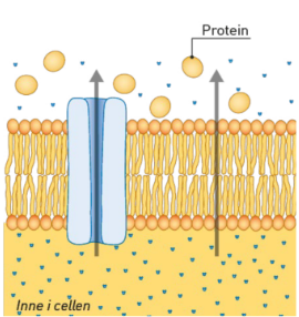 <p><strong>Osmose</strong>. Akvaporiner er en annen type kanal. Den skaper effektiv transport av vann gjennom cellemembranen. Diffusjonen skjer fra høy til lavere totalmengde av løste stoffer (osmolaritet).</p>