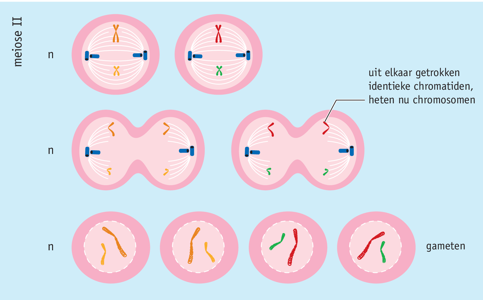 <p>Hier worden de chromatiden van elkaar getrokken. Uit deze twee haploïde cellen ontstaan vier haploïde dochtercellen. Deze cellen kunnen zich ontwikkelen tot gameten.</p>