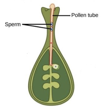 <ul><li><p>pollen tube cell grows into style</p></li><li><p>generative cell travels inside pollen tube</p></li><li><p>divides to form 2 male gametes</p></li></ul>