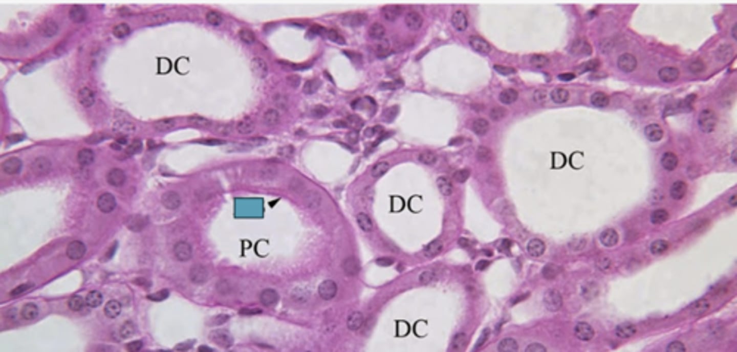 <p>Identify the specific structure</p>