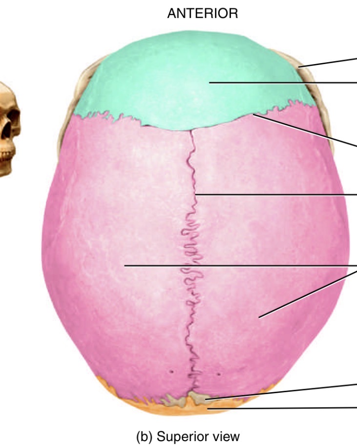 <p>What is the line in the middle of the head </p>