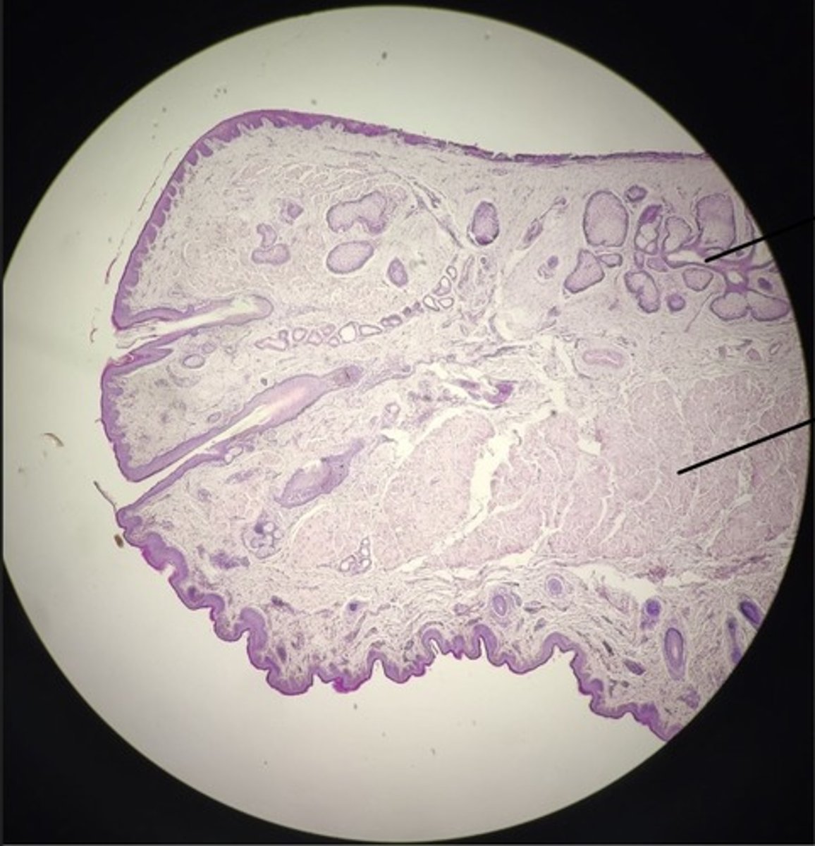 knowt flashcard image