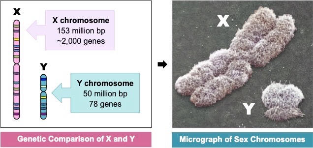 <p>Chromosomes that determine the sex of an individual (X and Y chromosomes in humans).</p>