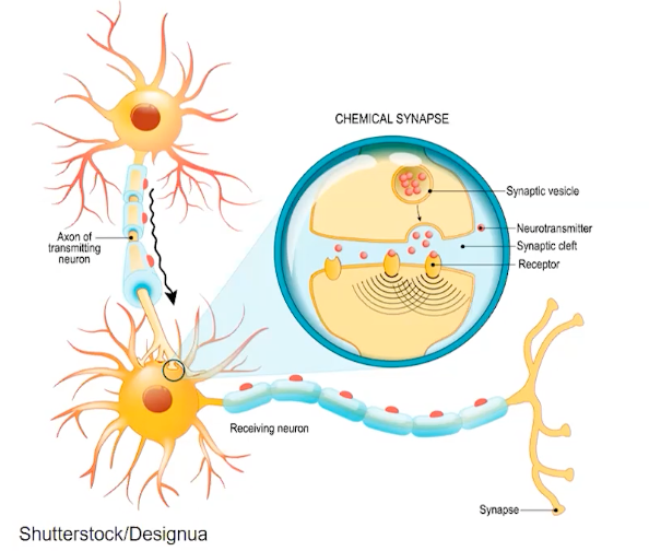 <p>Changes happen at a cellular level in the brain when learning happens</p><p>Long term potentiation</p>