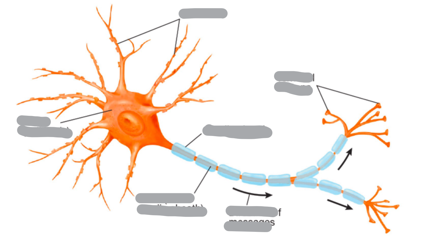 <p>what are the features of a neuron?</p>