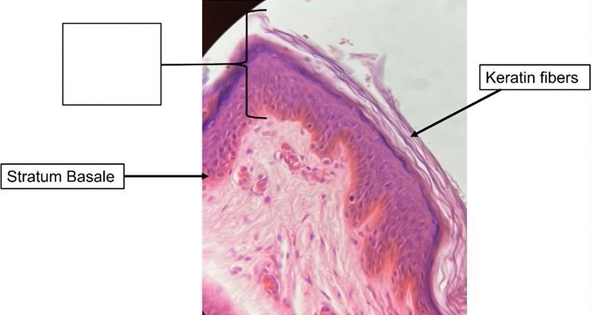 <p>What cells are shown</p>