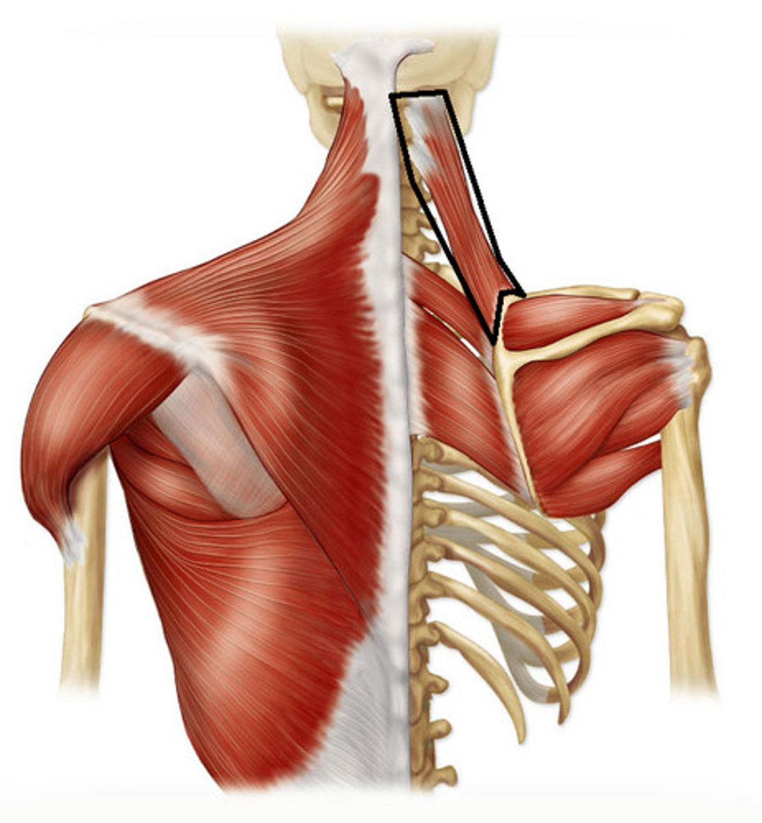<p>Elevates, retracts and rotates scapula</p>