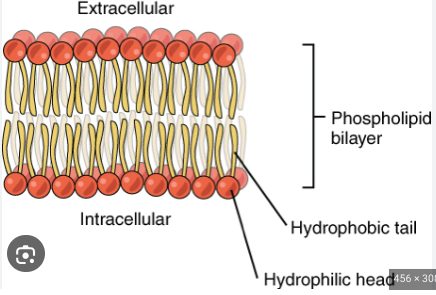 <p>Two layers of <strong>Phospholipids</strong> that form the <strong>cell membrane</strong> and provide flexibility</p><ul><li><p><strong>Hydrophilic heads</strong> face the aqueous environments on the inside and outside of cells</p></li><li><p><strong>Hydrophobic tails </strong>remain in between the two heads, away from both aqueous environments</p></li></ul><p></p>
