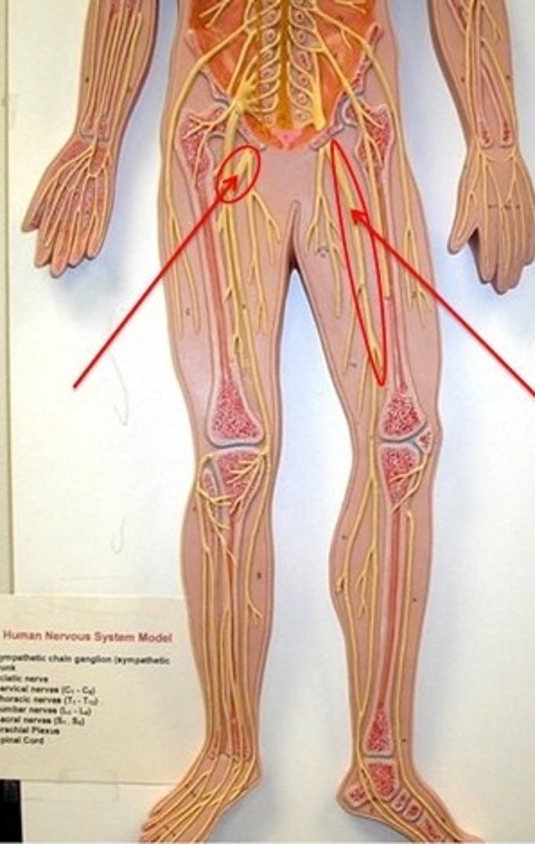 <p>Largest nerve, serves lower limb.</p>