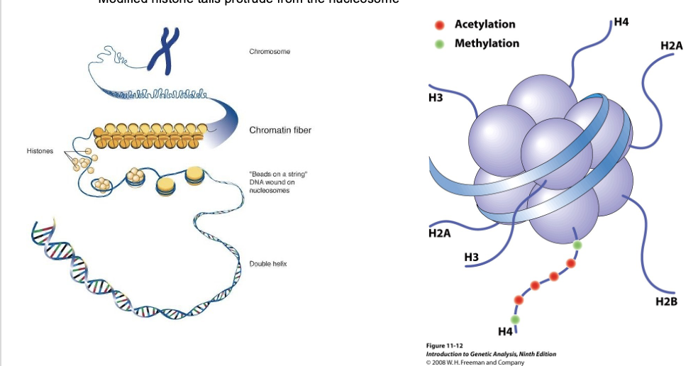 modified _ protrude from the nucleosome