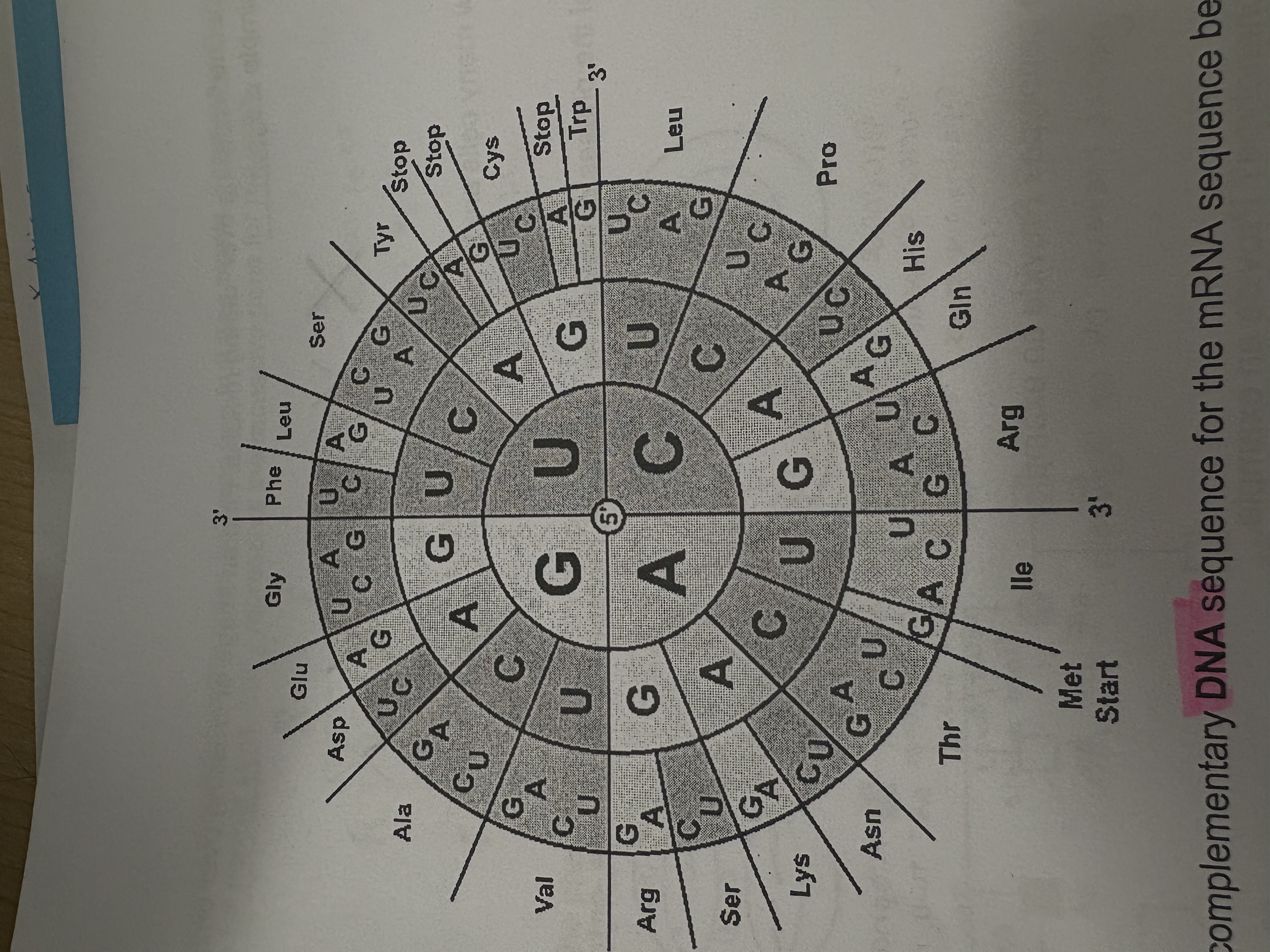 <p>Using a codon chart determine what UAU codes for?</p>