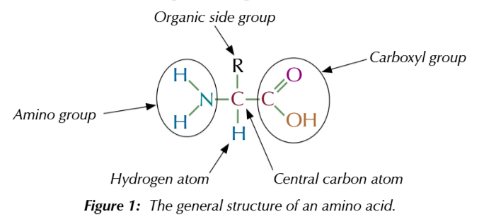 <p>AMINO ACIDS HAVE 2 FUNCTIONAL GROUPS</p>