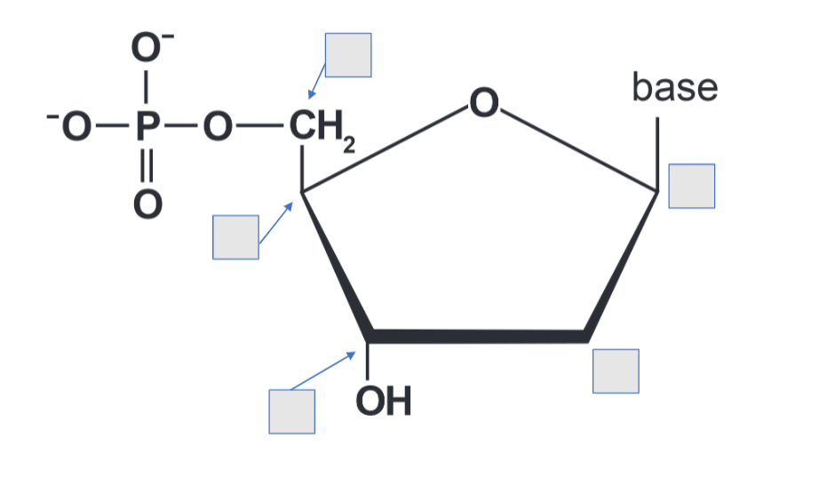 <p>Number the carbons </p>